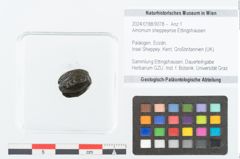 Foto (Objekt + Etikett) von Amomum sheppeynse Ettingshausen (NHMW-GEO-2024-0188-9078)